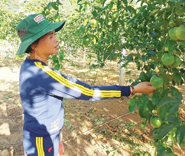 Chanh leo là một trong những nông sản của Sơn La được xuất khẩu trong năm 2017.
