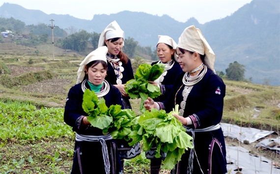 Người dân thôn Khau Tràng (xã Hồng Thái, huyện Na Hang) trao đổi về kỹ thuật trồng rau an toàn (ảnh: ĐVT)