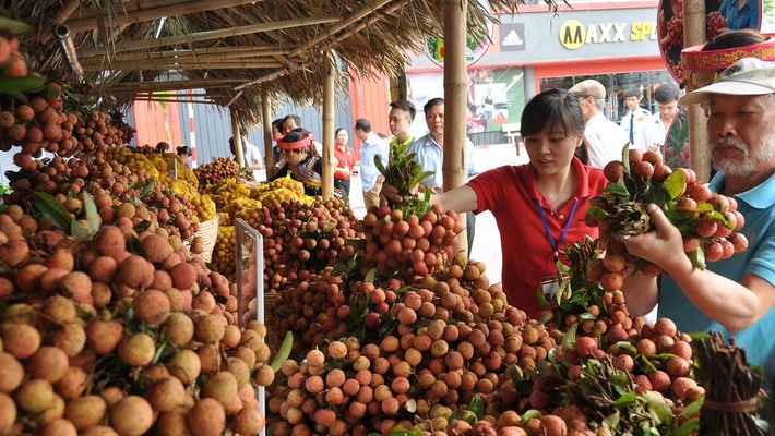 Vải thiều năm nay dự kiến được mùa lớn do thời tiết thuận lợi.