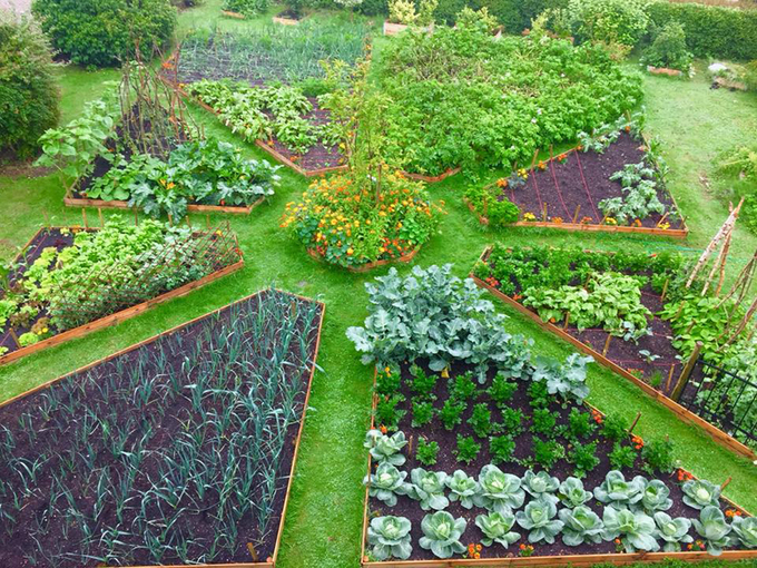 Khu vườn có đủ các loại cây khác nhau như cà rốt, xà lách, bắp cải, rau chân vịt, khoai tây, cà chua...