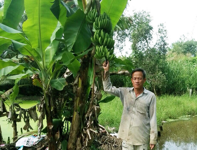 lam giau o nong thon: dui tui 800 nghin/ngay tu 300 cay dua hinh anh 2