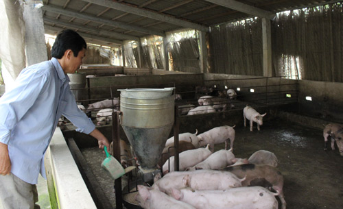 cam chan nuoi khang sinh: nong dan thay doi ra sao khoi 