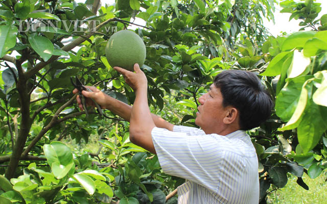 lam giau o nong thon: thu tien ty tu 3ha buoi da xanh tren dat phen hinh anh 1