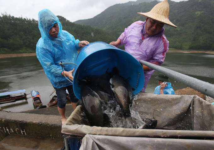 nuoi ca lang dac san tren nui, lao nong co tien ty moi nam hinh anh 7