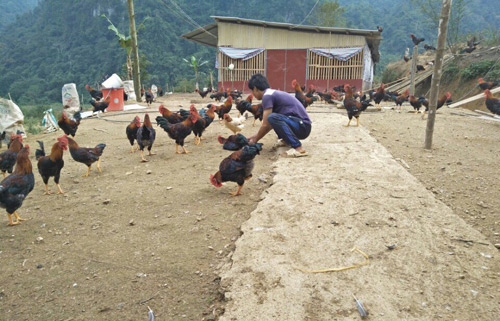 tuan “nung” giup ca thon lam giau tu chan nuoi ga tha doi hinh anh 1