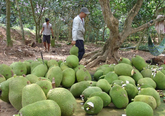 Thu hoạch mít Thái siêu sớm tại vườn lão nông Nguyễn Văn Ngon (Cai Lậy, Tiền Giang)