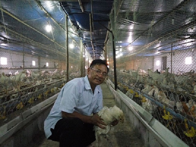 Nhờ nuôi gà mà mỗi năm gia đình ông Triệu Văn Tấn có lãi lên đến gần 500 triệu đồng.