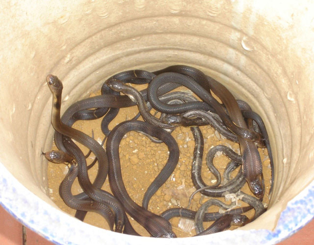 Những loại rắn mà người Vĩnh Sơn ấp nuôi theo kiểu công nghiệp thường có “tính cách khá lạ” và có độc tố cao hơn ác loại rắn sinh sống tự nhiên.