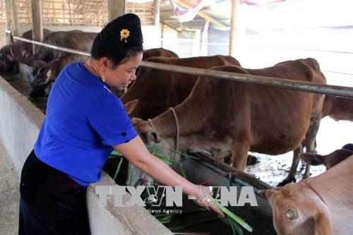 Chị Lò Thị Toàn chăm sóc đàn bò.