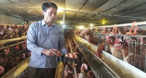 Nhờ nuôi 40.000 con cả gà lẫn vịt, mỗi năm anh Hồng lãi gần 4 tỉ đồng. Ảnh: Triệu Tá