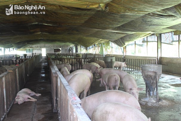 Chăn nuôi lợn theo mô hình VietGAP gặp nhiều khó khăn trong khâu tiêu thụ. Ảnh: Phú Hương