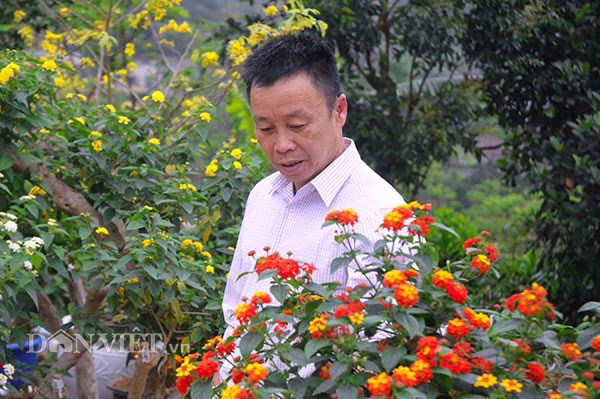 Ông Lý Văn Mão bên vườn hoa ngũ sắc ghép giống Thái Lan trên gốc cây ngũ sắc dại ông nhặt từ rừng về.