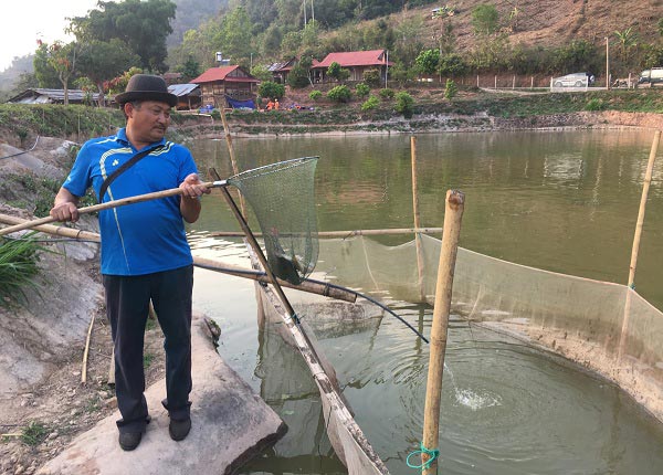 Hàng ngày ông Xinh đều xuống ao kiểm tra quá trình phát triển của đàn cá.