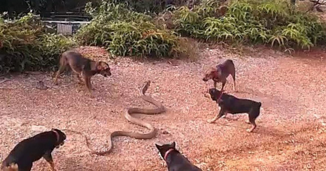 Một bầy chó bao vây một con rắn hổ mang chúa. Ảnh: Wildcrash
