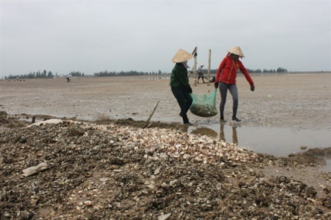 Nhiều hộ dân mất trắng hàng trăm triệu đồng.