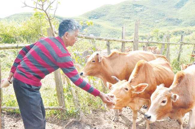Đàn bò hơn 200 con đã đem lại thu nhập cao cho gia đình ông Chang Váng Sinh ở bản Tá Miếu, xã Sín Thầu.