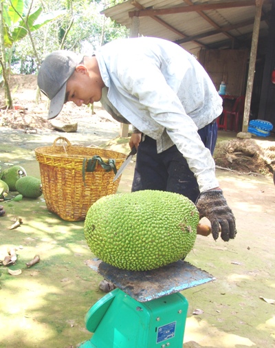 Thương lái thu mua mít Thái siêu sớm tại vườn.