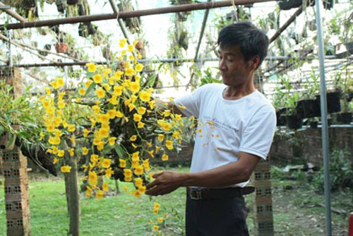 Anh Đặng Văn Oanh bên giò phong lan kim điệp.