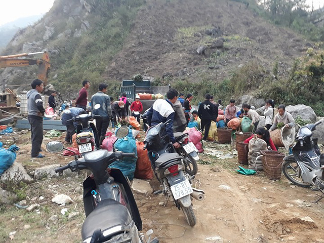 Nhiều lái buôn Trung Quốc đánh cả xe tải sang Việt Nam để thu mua rau dớn tại xã Sì Lở Lầu, huyện Phong Thổ, tỉnh Lai Châu.