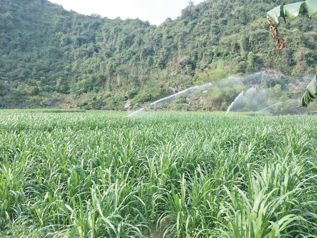 Ngoài việc chăn thả tự nhiên, ông Tiến còn trồng thêm cỏ voi (áp dụng công nghệ tưới mới) để cung cấp thêm thức ăn cho đàn vật nuôi của gia đình.