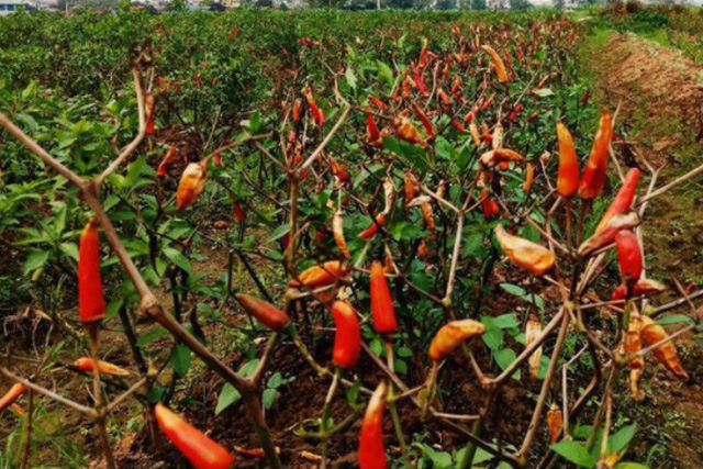 Ruộng ớt của gia đình tại xã Yên Phong (huyện Yên Định) bị phun thuốc chết khô