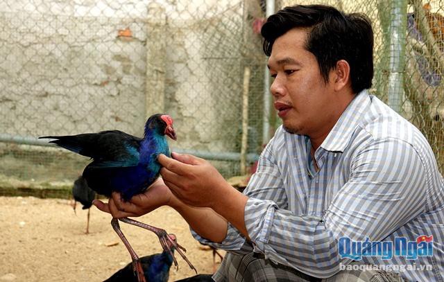 Anh Bốn là hộ nuôi và nhân giống chim trĩ và nhiều giống chim quý khác thành công đầu tiên ở Quảng Ngãi.