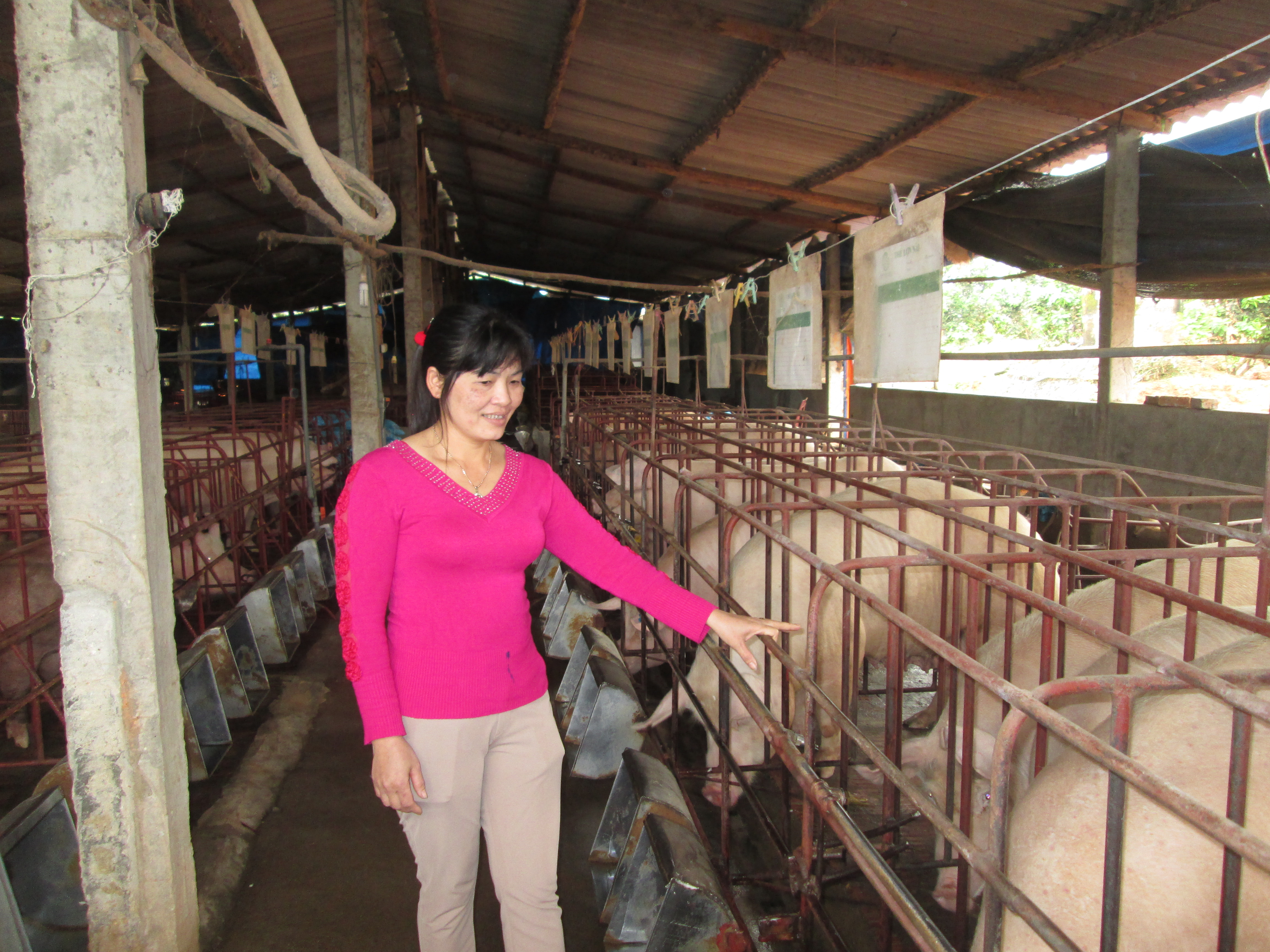 Người dân xã Lan Giới phát triển chăn nuôi từ vốn Quỹ HTND.