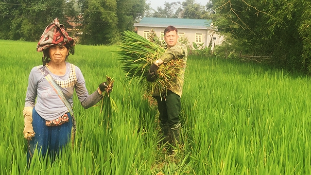 Nông dân bản Noong Nhai 1, xã Thanh Xương vẫn ngày ngày đi cắt “lúa ma” làm thức ăn cho gia súc.