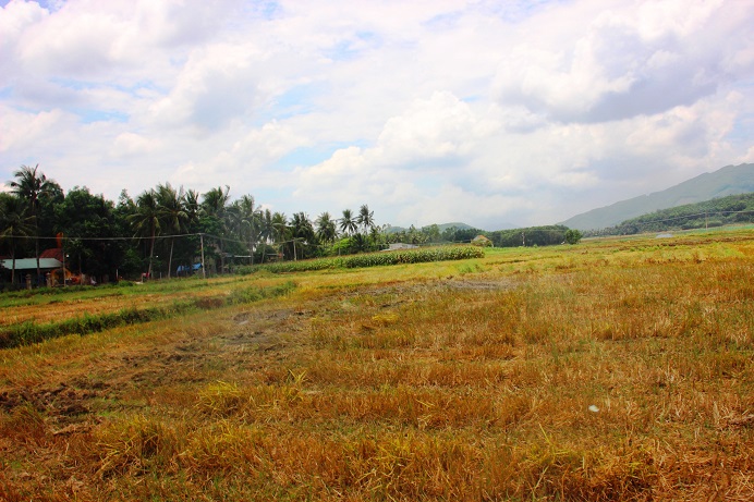 Nhiều cánh đồng khô héo ở xã Ân Phong sau mùa gặt.
