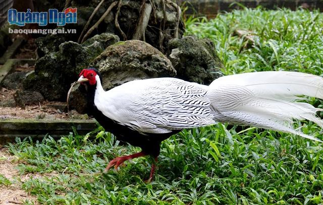 Cùng với cung cấp giống chim và gà quý trên, hiện anh Bốn đang nuôi bảo tồn giống gà lôi, một trong những loài chim nằm trong Sách đỏ Việt Nam