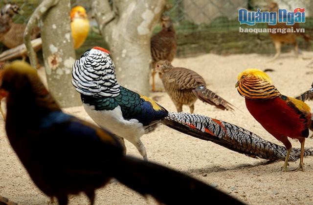Trang trại chim cảnh của anh Bốn trong những năm qua trở thành điểm cung cấp các loại chim, gà giống quý nổi tiếng cho người dân Quảng Ngãi và vùng lân cận, như; Quảng Nam và một số tỉnh Tây Nguyên...