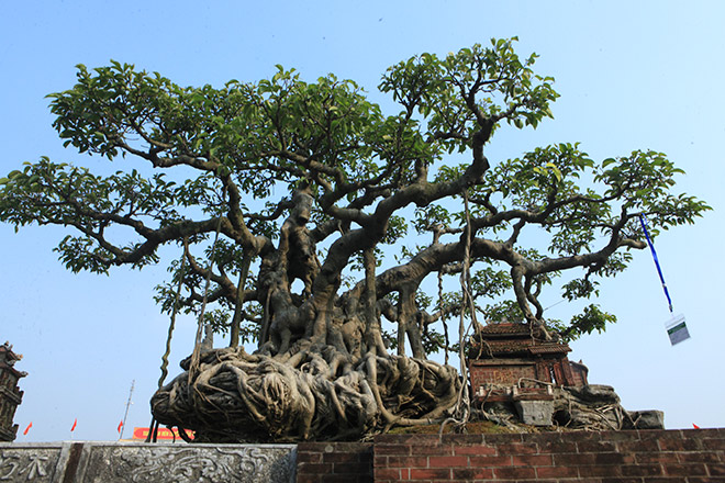 Năm 2006, trong dịp triển lãm sinh vật cảnh được tổ chức ở Văn Miếu – Quốc Tử Giám (Hà Nội), cây sanh cổ trăm tuổi lần đầu tiên được ông Khoa giới thiệu cho khách tham quan thưởng lãm.