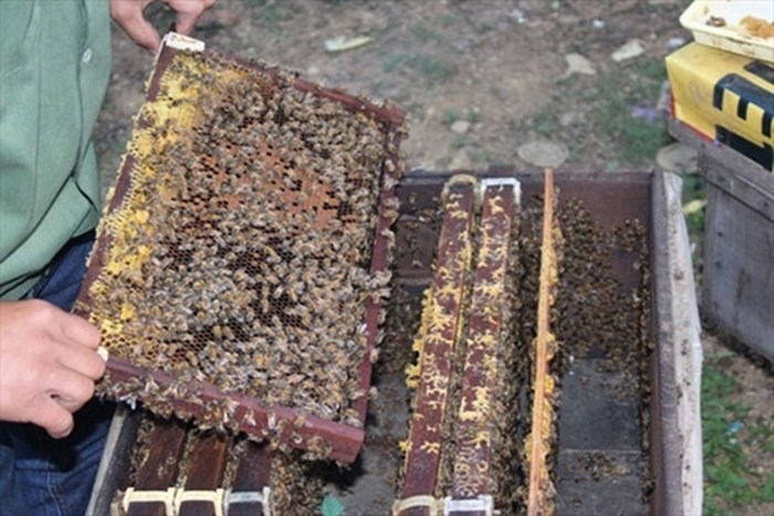 Độc đáo mô hình nuôi ong trong thùng xốp mang lại thu nhập cao