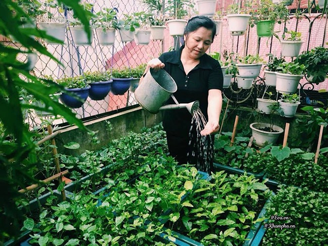 Cô Bùi Thị Nga sở hữu khu vườn trồng rau trên sân thượng 40 m2.