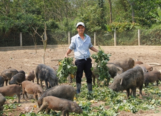 Đàn lợn rừng Thái Lan giúp Thịnh có thu nhập khá cao. Ảnh: Ngọc Vũ