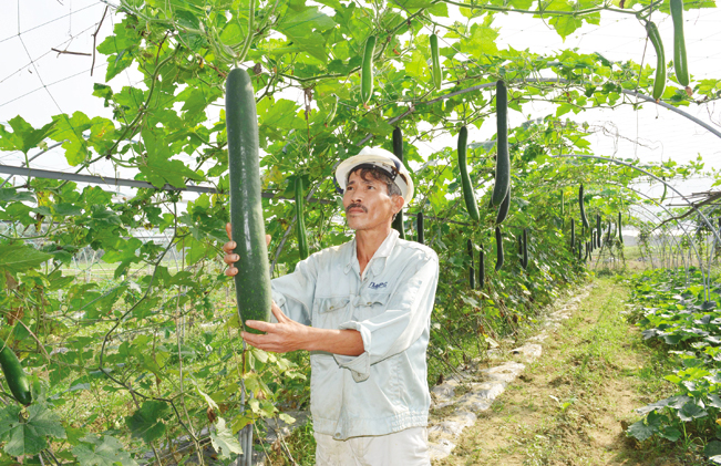 Nhờ chú trọng phát triển các mô hình trồng rau củ quả sạch, an toàn mà nông dân ở Hòa Nhơn có thu nhập cao. Ảnh: HT-HĐ.