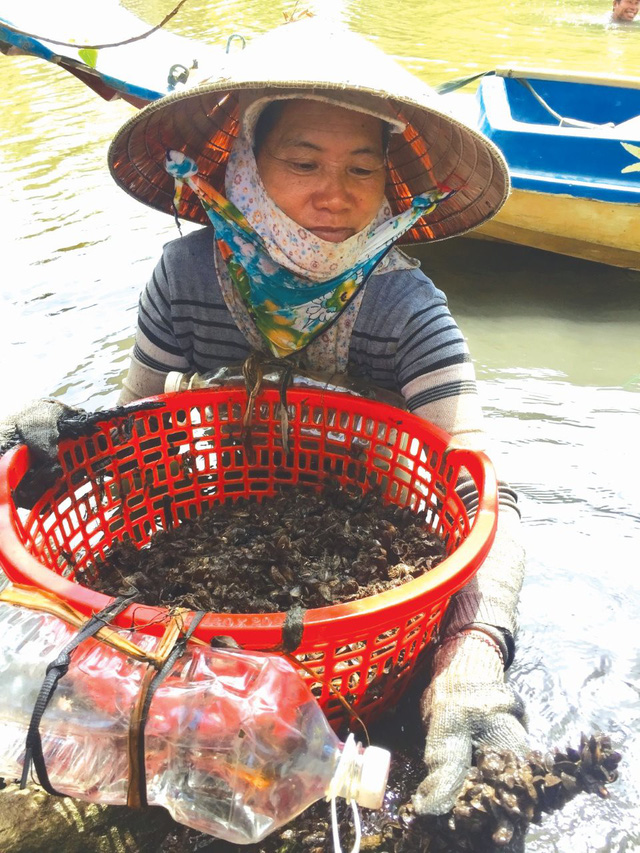 Hến bám theo các nhánh cây dưới sông, sau 2-3 tháng đạt kích cỡ theo yêu cầu thương lái.