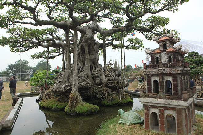 Cây nổi bật bởi bộ rễ sần sùi, nổi hẳn lên mặt đất và bám chặt với lớp đất đá rêu phong. Để tạo dấu ấn cho tác phẩm của mình, xung quanh gốc cây, ông Khoa còn tự tay thiết kế các tiểu cảnh như: bến nước, sân đình, Tháp Rùa và Đền Ngọc Sơn… Đây cũng được xem là “siêu cây” đầu tiên đưa tiểu cảnh vào như một tác phẩm nghệ thuật