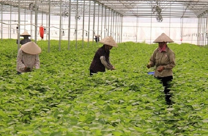 Lá tía tô là loại rau gia vị rất sẵn ở Việt Nam hiện được xuất khẩu sang thị trường Nhật Bản với giá 500-700 đồng/lá. 