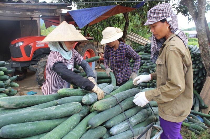 hoa binh: bi xanh chat day ngo vi khong co dau ra gia con 1.500d/kg hinh anh 3