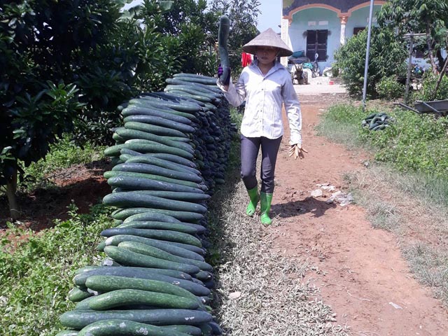 hoa binh: bi xanh chat day ngo vi khong co dau ra gia con 1.500d/kg hinh anh 1