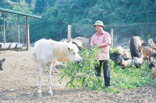 Ông Tiến chăm sóc đàn vật nuôi tại trang trại của gia đình.