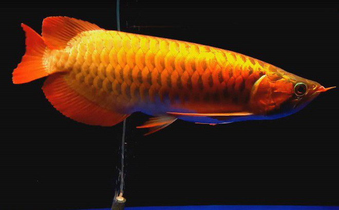 Cá huyết long hay cá rồng huyết long nổi bật nhờ sắc đỏ bên ngoài, hình dáng cân đối. Trên thị trường, chúng được đánh giá là loại cá cảnh cao cấp.