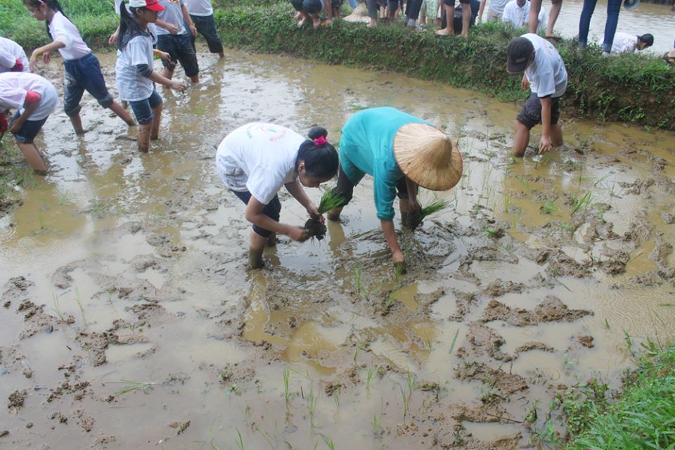 Trải nghiệm cấy lúa là hoạt động được nhiều bạn nhỏ yêu thích ở trang trại đồng quê Ba Vì. Ảnh: Quỳnh Trang