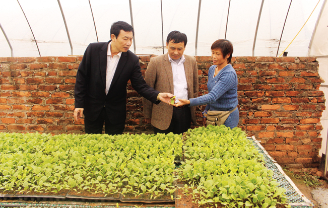 Lãnh đạo Hội ND T.P Hà Nội thăm mô hình trồng rau hữu cơ công nghệ cao của gia đình chị Cuối. T.H