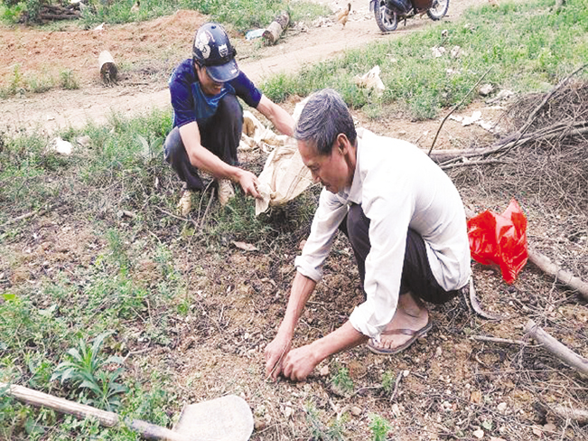 Ông Nguyễn Thái Hiệp chuẩn bị “đồ nghề” để đào khoai mài.