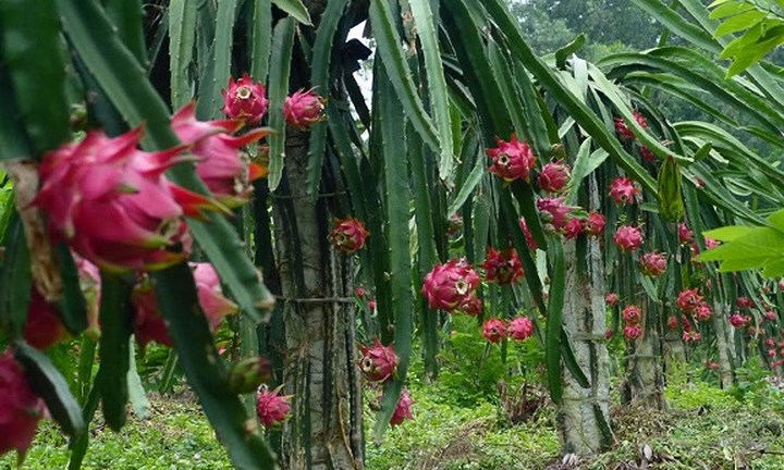 Nếu như ở trong nước, thanh long có những lúc rớt giá xuống chỉ còn 2.000 đồng/kg thì hiện giá bán lẻ của mặt hàng này tại Nhật là 180.000-200.000 đồng/kg. Thanh long hiện là một trong những mặt hàng trái cây chủ lực của Việt Nam, xuất khẩu tới 40 quốc gia và vùng lãnh thổ. (Ảnh: Vietq)