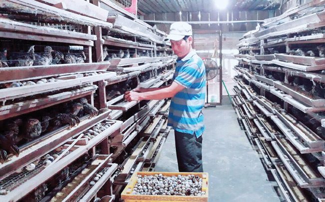 Toàn xã Hòa Phước hiện nay có 185 hộ nuôi chim cút. T.H