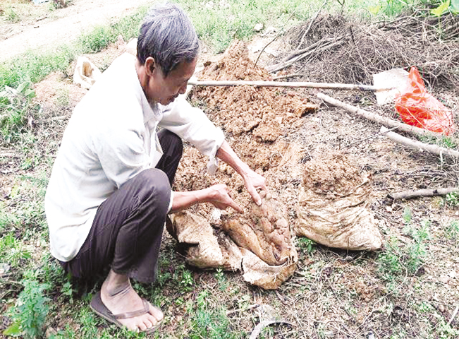 Củ khoai phát triển chỉ nằm gọn trong bao tải.