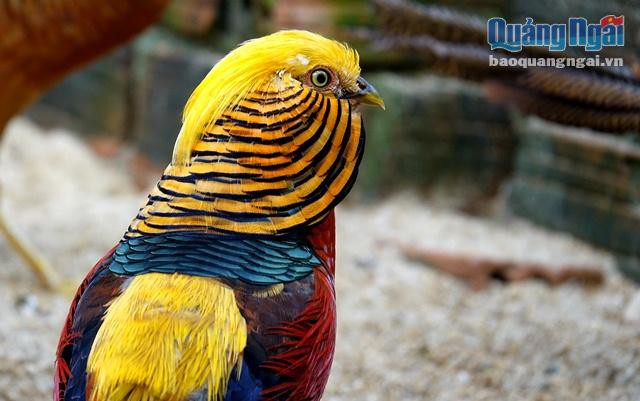 So với chim mái, chim trĩ bảy màu trống có màu sắc bắt mắt và đẹp hơn.